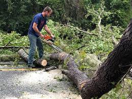 Best Stump Grinding and Removal  in Sa Loma, CA