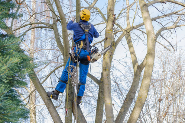 Trusted Casa Loma, CA Tree Services Experts