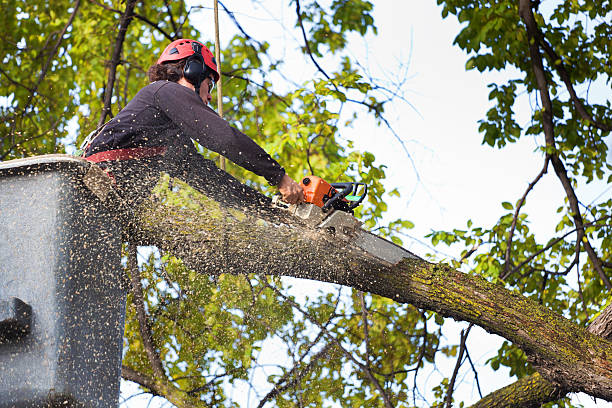 How Our Tree Care Process Works  in  Casa Loma, CA