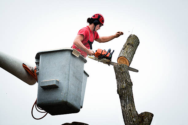 Best Hedge Trimming  in Sa Loma, CA