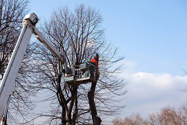 Best Tree Removal  in Sa Loma, CA