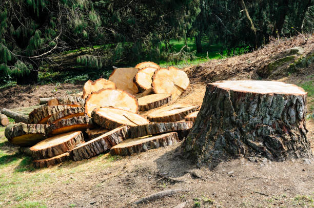 Best Tree Trimming and Pruning  in Sa Loma, CA